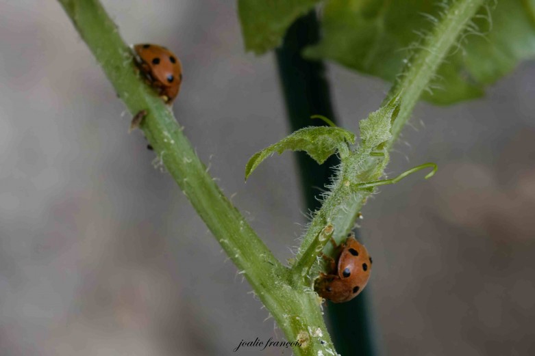 Inventaire coccinelles 8295 DxO Joalic FRANCOIS CPIE