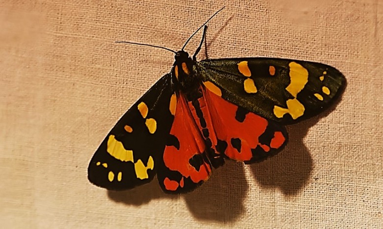 papillon